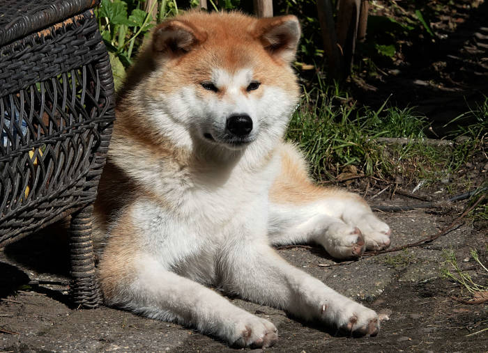 Katsura